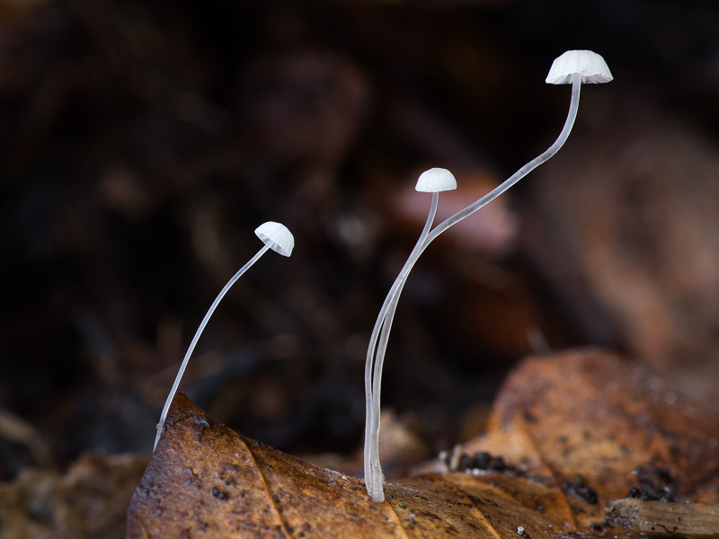 Mycena capillaris